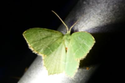 <i>Hemithea aestivaria</i>