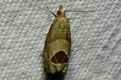 <i>Notocelia uddmanniana</i>