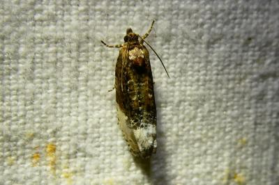 <i>Apotomis betuletana</i>