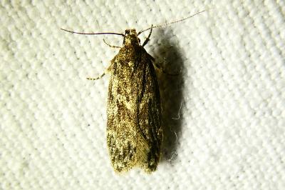 <i>Depressaria</i>
