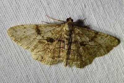 <i>Peribatodes rhomboidaria</i>