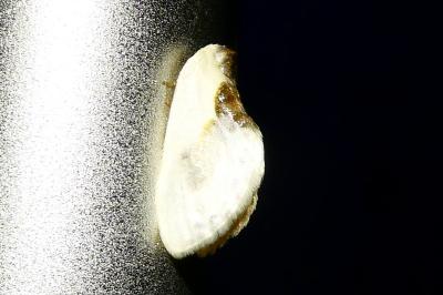 <i>Cilix glaucata/hispanica</i>