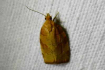 <i>Pandemis cerasana</i>