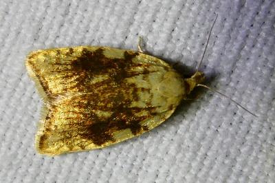 <i>Aleimma loeflingiana</i>