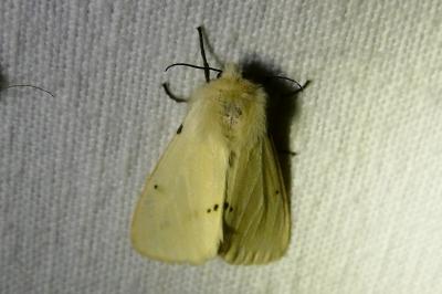 <i>Spilarctia lutea</i>