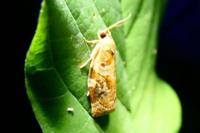<i>Archips xylosteana</i>