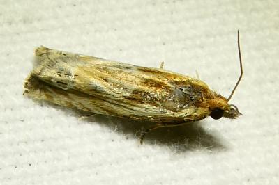 <i>Eucosma</i>