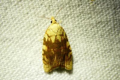 <i>Aleimma loeflingiana</i>