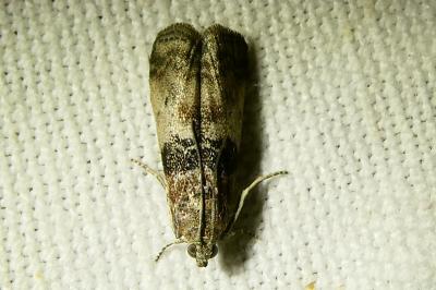 <i>Sciota rhenella</i>