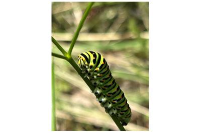 <i>Papilio machaon</i>