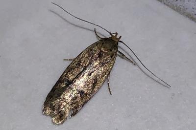 <i>Hofmannophila pseudospretella</i>