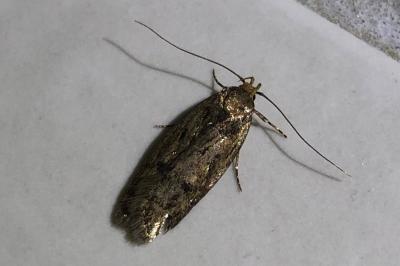 <i>Hofmannophila pseudospretella</i>