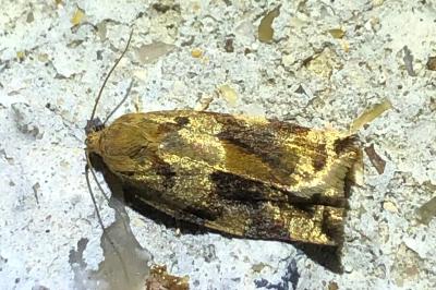 <i>Archips crataegana</i>