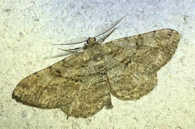 <i>Peribatodes rhomboidaria</i>