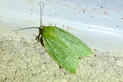<i>Tortrix viridana</i>