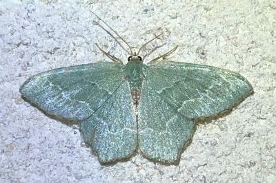 <i>Hemithea aestivaria</i>
