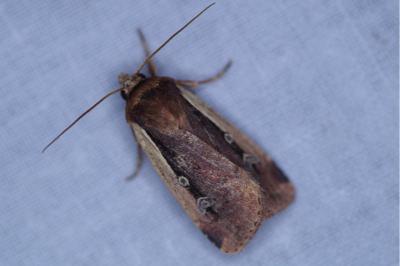 <i>Ochropleura leucogaster</i>