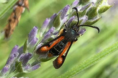 <i>Pyropteron chrysidiforme</i>