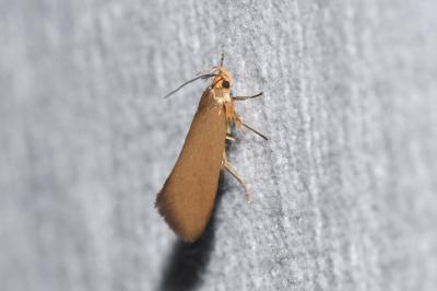<i>Crassa unitella</i>