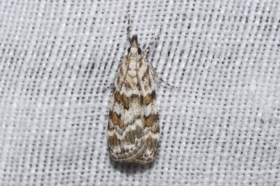 <i>Scoparia pyralella</i>