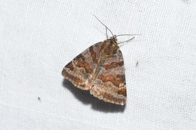 <i>Euclidia glyphica</i>
