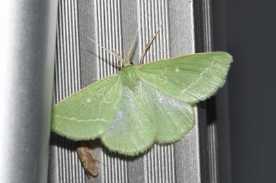 <i>Thetidia smaragdaria</i>