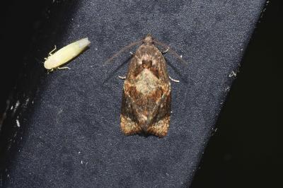 <i>Ditula angustiorana</i>