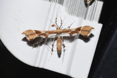 <i>Cnaemidophorus rhododactylus</i>