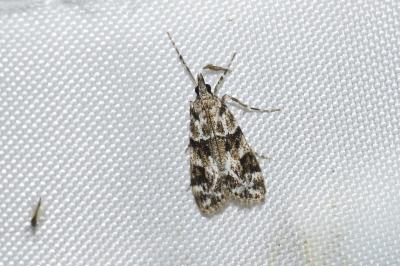 <i>Eudonia delunella</i>