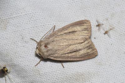 <i>Mythimna pudorina</i>