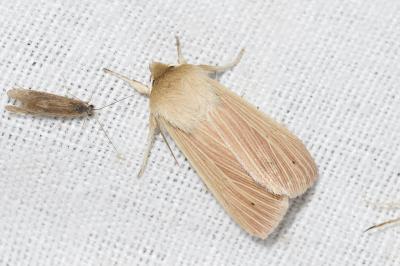<i>Mythimna pallens</i>