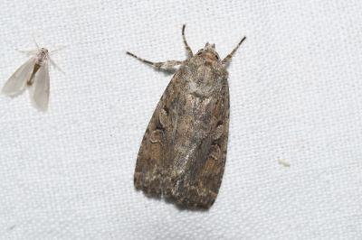 Fissipunctia ypsillon