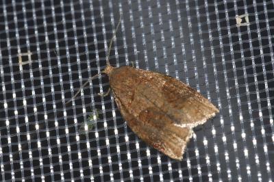 <i>Archips rosana</i>