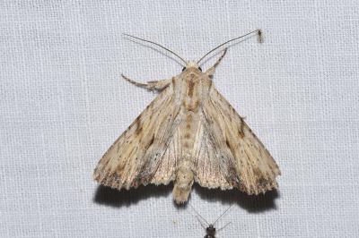 <i>Apamea lithoxylaea</i>