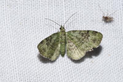 <i>Pasiphila rectangulata</i>