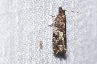 <i>Ancylis achatana</i>