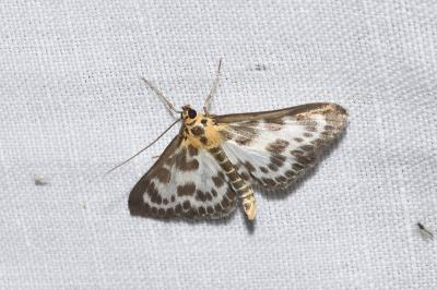 <i>Anania hortulata</i>