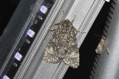 <i>Acronicta megacephala</i>