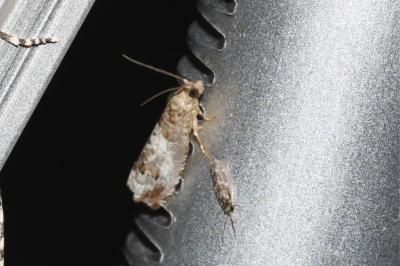 <i>Notocelia</i>