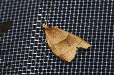 <i>Clepsis rurinana</i>