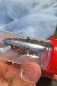 <i>Polygonia c-album</i>