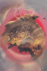 <i>Polygonia c-album</i>
