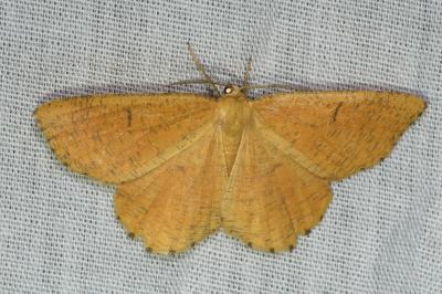 <i>Angerona prunaria</i>