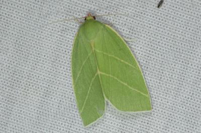 <i>Bena bicolorana</i>