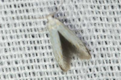 <i>Coleophora</i>