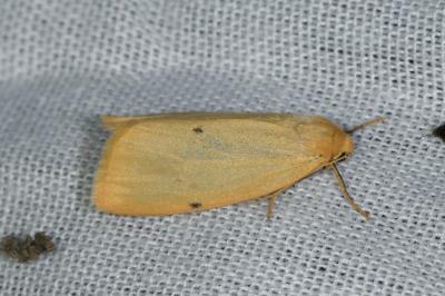 <i>Cybosia mesomella</i>
