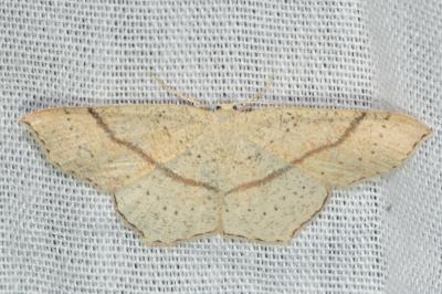 <i>Cyclophora punctaria</i>