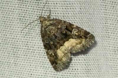 <i>Deltote pygarga</i>