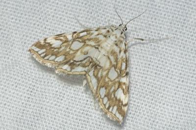 <i>Elophila nymphaeata</i>