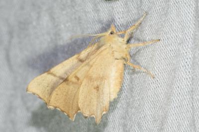 <i>Ennomos erosaria</i>
